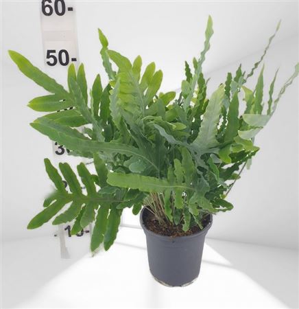 Phlebodium Aureum Blue Star |  P.17cm -  H.70 cm