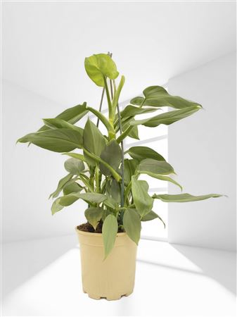 Philodendron silver sword |  P.17cm -  H.90 cm