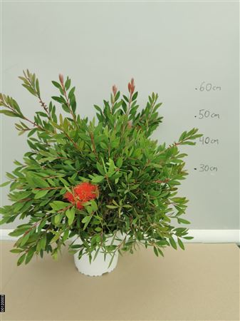 Calistemon citrinus splendens |  P.19cm -  H.50 cm