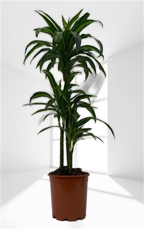 Dracaena Hawai Sunshine | 60.30.15 |  P.20cm -  H.90 cm