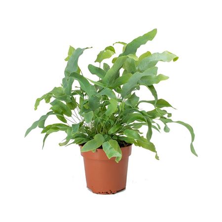 Phlebodium Aureum Blue Star |  P.20cm -  H.60 cm