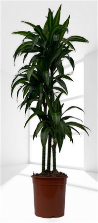 Dracaena Hawai Sunshine | 90.60.30 |  P.22cm -  H.120 cm