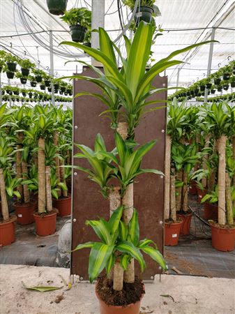 Dracaena Massangeana | 90.60.30 |  P.22cm -  H.130 cm