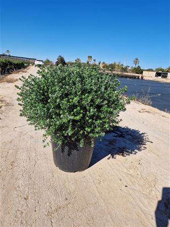 Westringia |  P.25cm -  H.75 cm