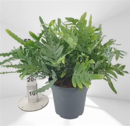 Phlebodium Aureum Blue Star |  P.25cm -  H.90 cm