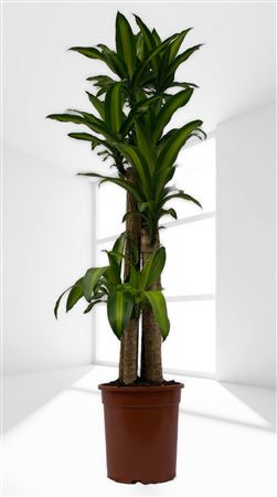 Dracaena Massangeana | 120.90.60.30 |  P.25cm -  H.160 cm