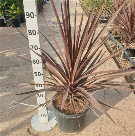 Cordyline Australis 'red Star' |  P.30cm -  H.110 cm