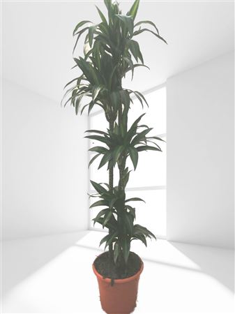 Dracaena Hawai Sunshine | 150.120.90.60.30 |  P.30cm -  H.180 cm