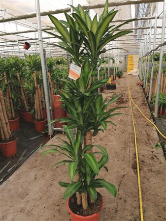 Dracaena Massangeana | 150.120.90.60.30 |  P.30cm -  H.190 cm