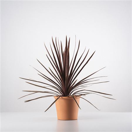 Cordyline Australis 'red Star' |  P.27cm -  H.100 cm