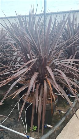 Cordyline Australis 'red Star' |  P.40cm -  H.110 cm