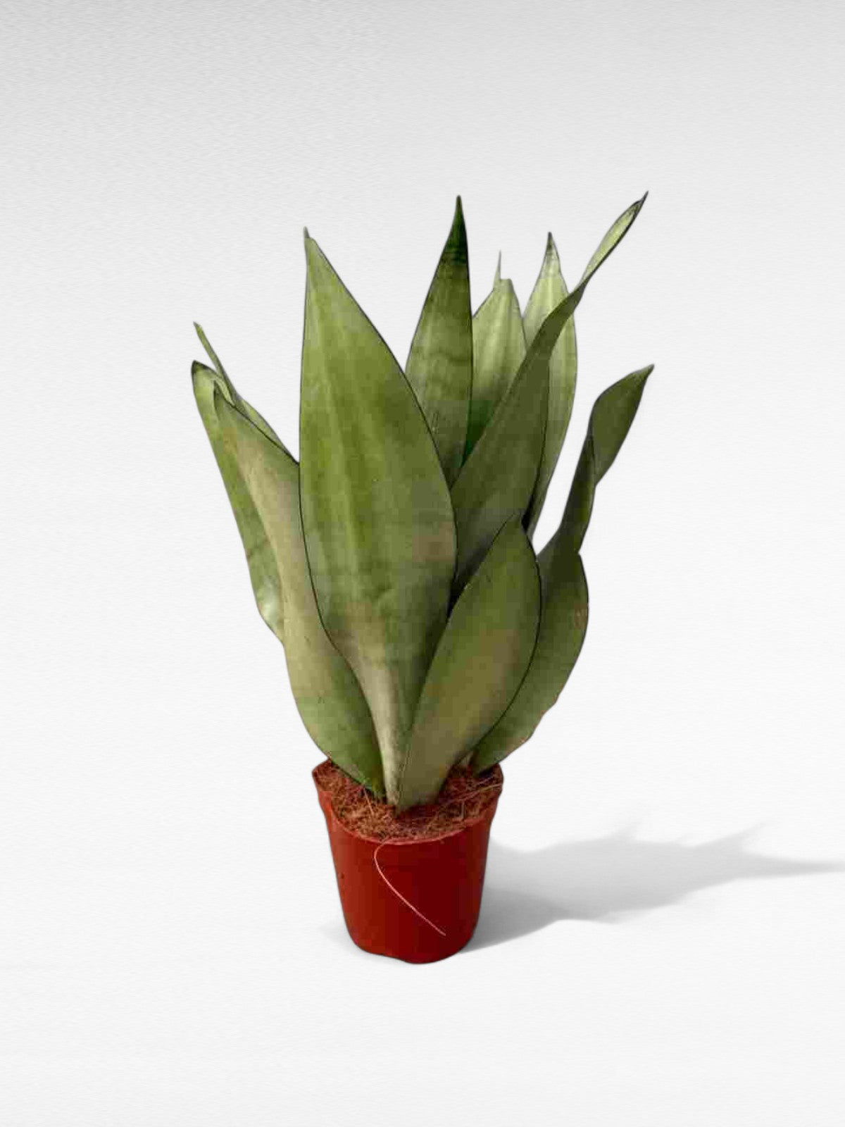 Sansevieria Moonshine |  P.12cm H.20 cm