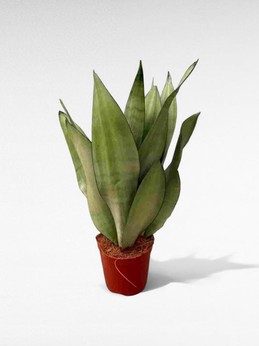Sansevieria Moonshine |  P.12cm H.20 cm