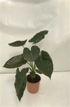 Alocasia Stingray |  P.17cm -  H.60 cm