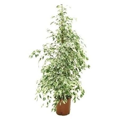 Ficus Starlight |  P.17cm -  H.90 cm