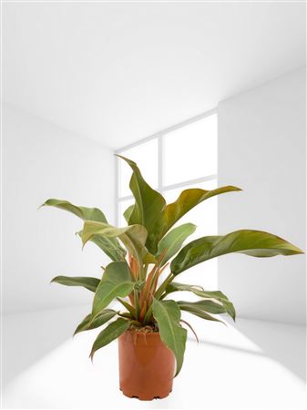 Philodendron Autumn |  P.17cm -  H.80 cm