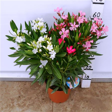 Nerium Oleander Tricolor |  P.19cm -  H.60 cm