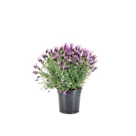 Lavandula stoechas |  P.22cm -  H.50 cm
