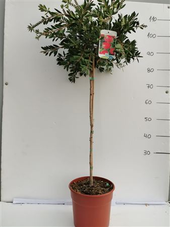 Calistemon Stam / Copa |  P.25cm -  H.110 cm