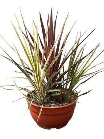 Cordyline "TRIO" Red St, Torba Daz, Festival Lime |  P.25cm -  H.60 cm