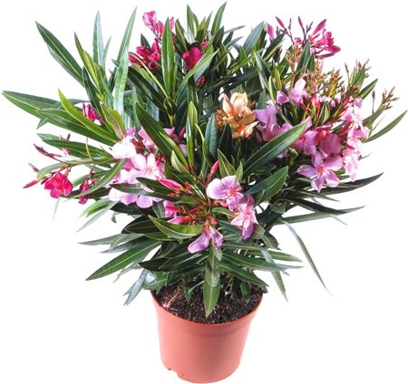 Nerium Oleander Tricolor |  P.30cm -  H.120 cm