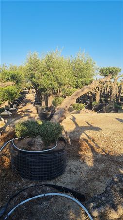 Olea Europea Tumbado 00 Malla |  P.NETcm H.140 cm