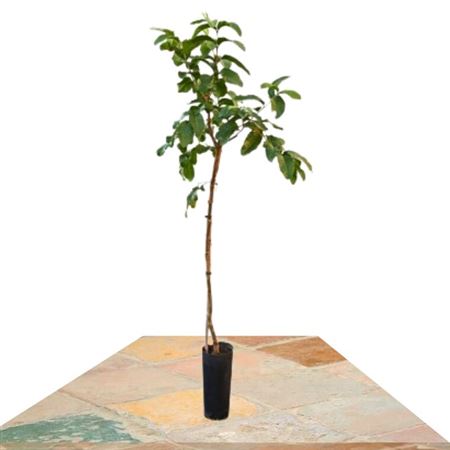 Psidium Guajava (guayabo) - 7ltr Cone |  P.17cm -  H.100 cm