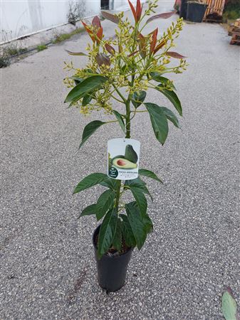 Aguacate Lula Nachar - 7 Ltr Cone |  P.17cm -  H.80 cm