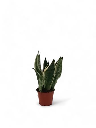 Sansevieria Futura |  P.14cm -  H.50 cm