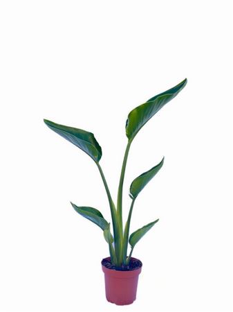 Strelitzia nicolai 1 Plant |  P.14cm -  H.50 cm