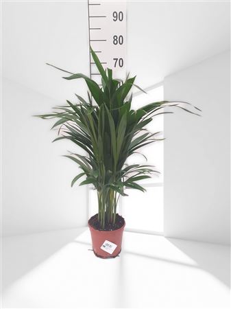 Dypsis Lutescens | Areca |  P.14cm -  H.70 cm