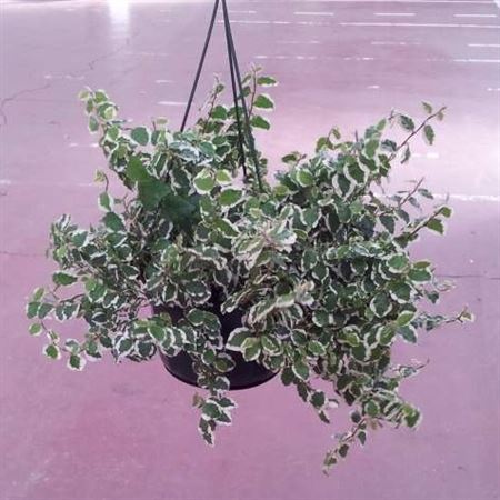 Ficus Sunny Hang | Colgar |  P.15cm -  H.40 cm