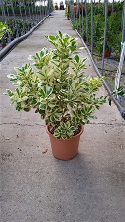 Ficus Giulia stam |  P.15cm -  H.50 cm