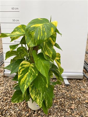 Epipremnum Pinnatum 'aureum' |  P.14cm -  H.40 cm
