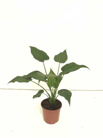 Alocasia Cucullata |  P.17cm -  H.60 cm