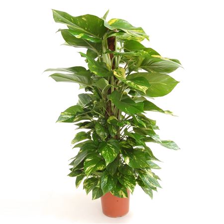 Epipremnum Pinnatum 'aureum' |  P.17cm -  H.80 cm