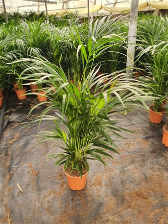 Dypsis Lutescens | Areca |  P.17cm -  H.90 cm