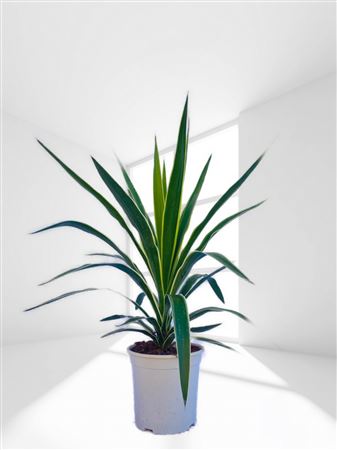 Yucca Elephantipes Puck |  P.20cm -  H.50 cm