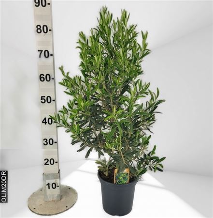 Olea Europea |  P.20cm H.40 CM