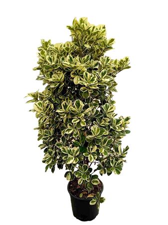 Ficus Giulia |  P.20cm -  H.90 cm
