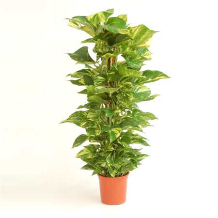 Epipremnum Pinnatum 'aureum' |  P.20cm -  H.100 cm