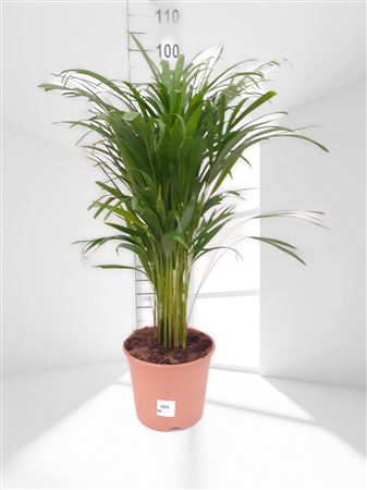 Dypsis Lutescens | Areca |  P.21cm -  H.100 cm