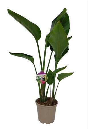 Strelitzia nicolai 2 Plant |  P.22cm -  H.80 cm