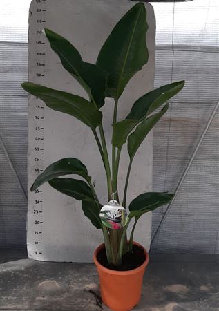 Strelitzia nicolai 2 Plant |  P.22cm -  H.110 cm