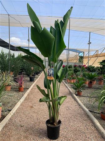 Strelitzia nicolai |  P.22cm -  H.110 cm