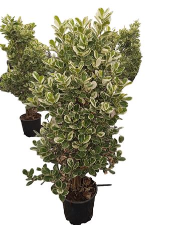 Ficus Giulia | Bush |  P.22cm -  H.120 cm