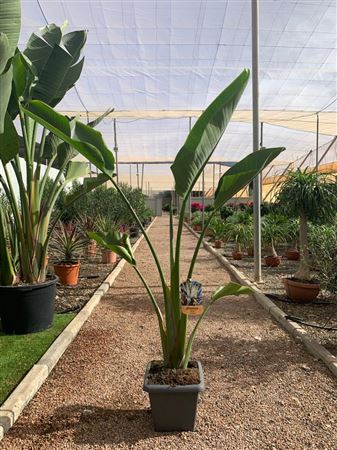 Strelitzia nicolai 7L MC |  P.22cm -  H.120 cm