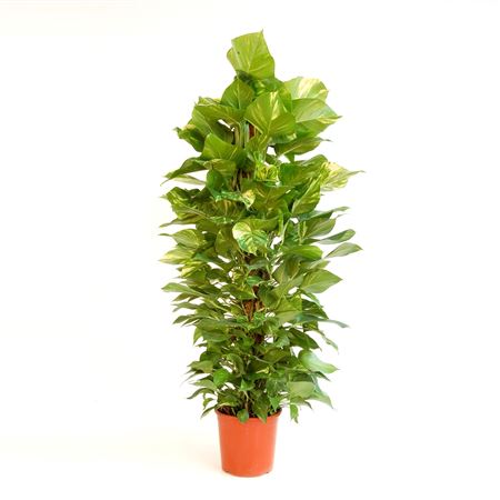 Epipremnum Pinnatum 'aureum' |  P.22cm -  H.125 cm