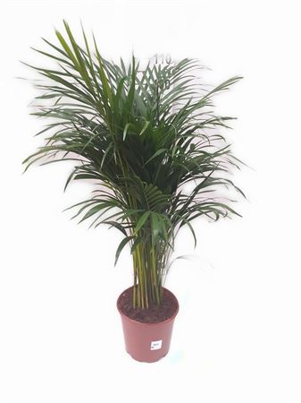 Dypsis Lutescens | Areca |  P.22cm -  H.130 cm