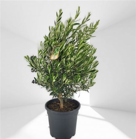 Olea Europea |  P.25cm H.50 CM
